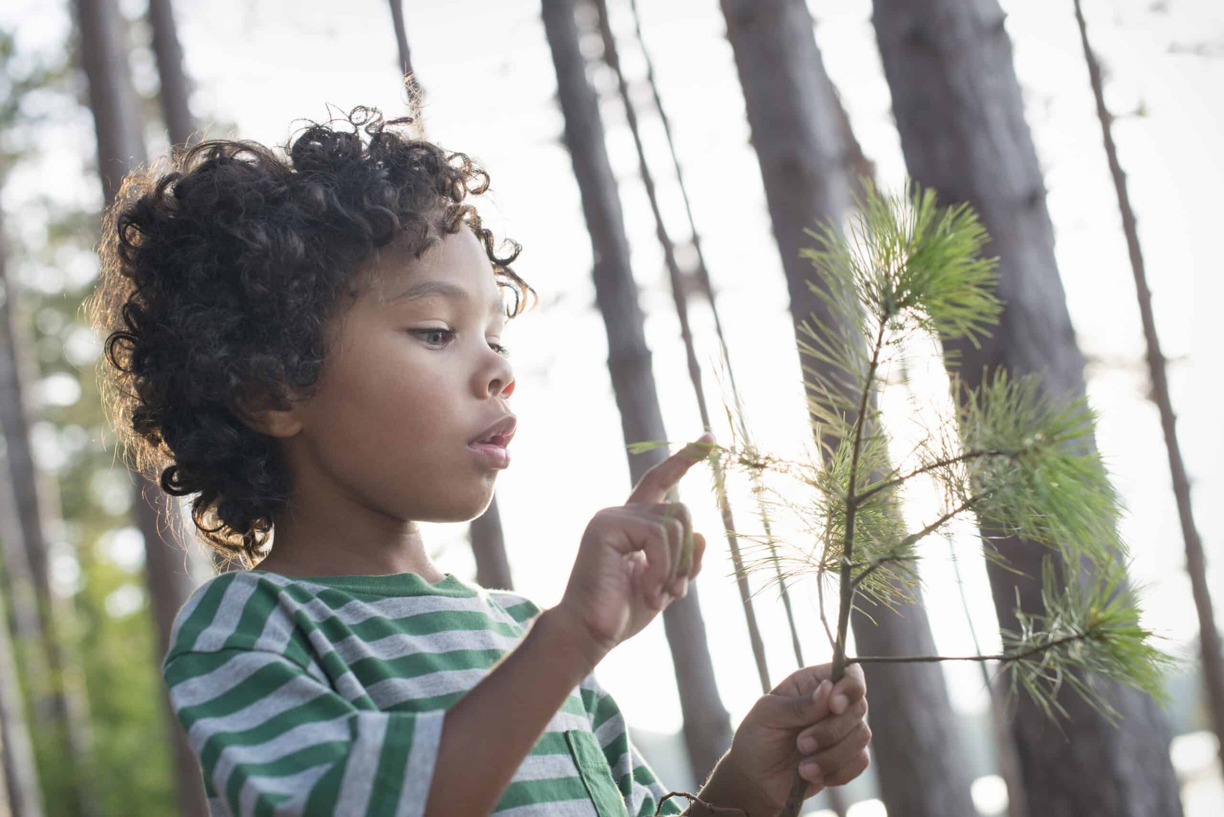 a-child-holding-a-tree-branch-looking-at-the-pine-2025-04-04-11-10-20-utc-scaled