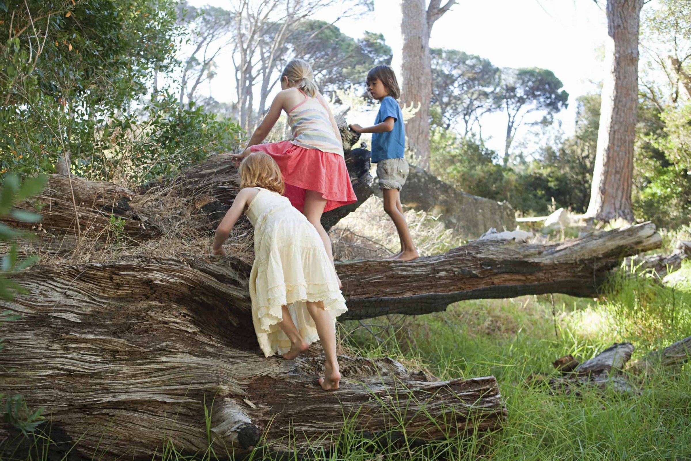 children-explore-and-climb-on-a-fallen-tree-in-a-s-2025-04-04-19-56-44-utc-scaled